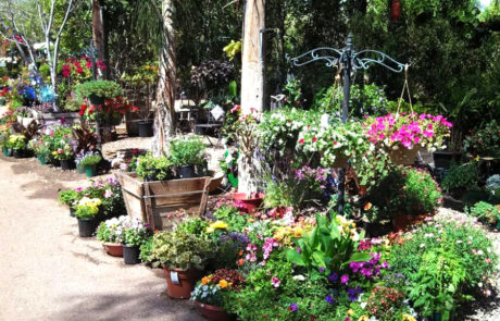 Spend It In Gilbert AZ Whitfill Nursery 1