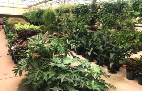 Spend It In Gilbert AZ Whitfill Nursery 2