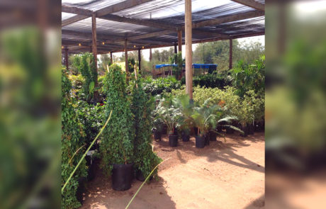 Spend It In Gilbert AZ Whitfill Nursery 5