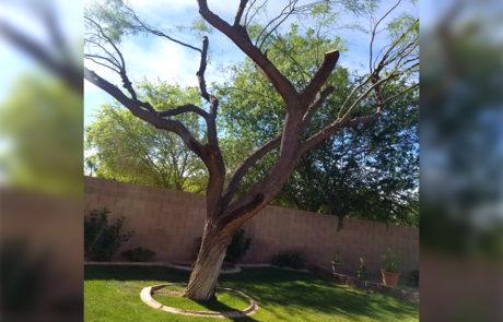 Spend It In Gilbert AZ Phoenix Pro Landscaping 5