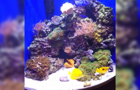 Spend It In Mesa AZ – Custom Marine Aquaria 2