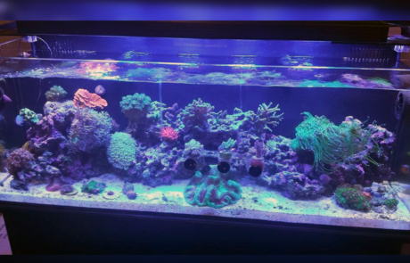 Spend It In Mesa AZ – Custom Marine Aquaria 3