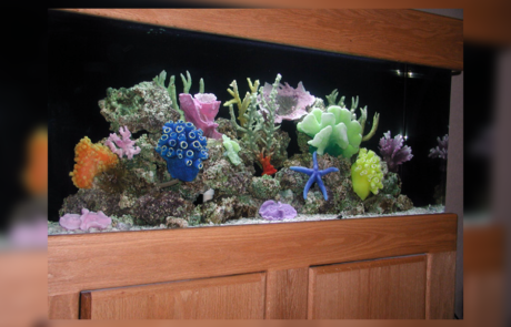 Spend It In Mesa AZ – Custom Marine Aquaria 6