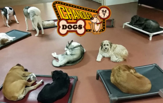 Spend It In Chandler AZ – Chandler Dogs 24 7 main