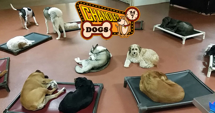 Spend It In Chandler AZ – Chandler Dogs 24 7 main