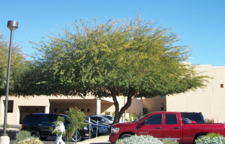 Spend It In Scottsdale AZ – Branch Management Tree Service 4