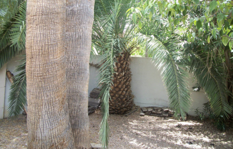 Spend It In Scottsdale AZ – Branch Management Tree Service 5