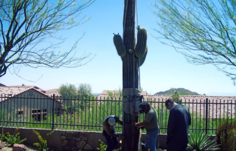 Spend It In Scottsdale AZ – Branch Management Tree Service 6