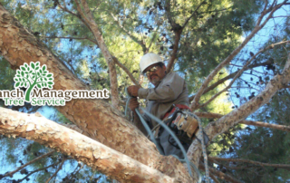 Spend It In Scottsdale AZ – Branch Management Tree Service main