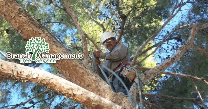 Spend It In Scottsdale AZ – Branch Management Tree Service main