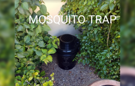 Spend It In Tempe AZ – My Bug Guy Pest Solutions 4