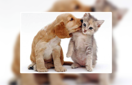 Spend It In Surprise AZ – Purrfurred Pets Veterinary Clinic 3