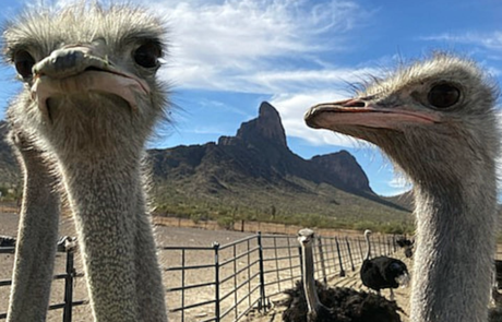 Spend It In Pheonix AZ – Rooster Cogburn Ostrich Ranch 1