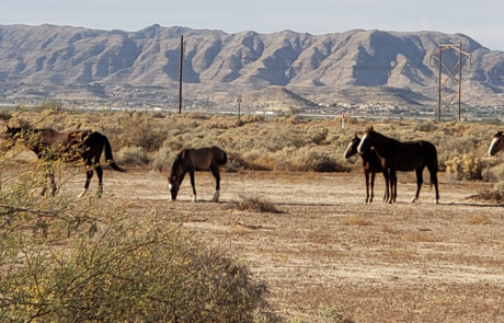 Spend It In Chandler AZ – KOLI Equestrian Center 1