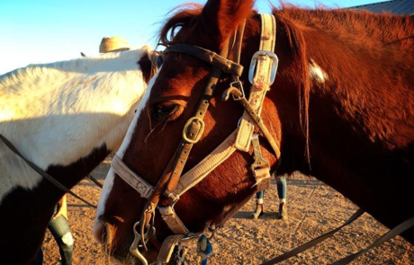 Spend It In Chandler AZ – KOLI Equestrian Center 4