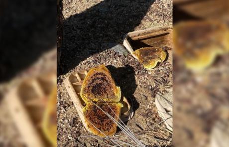 Spend It In Queen Creek AZ – Arsenal Exterminating 3