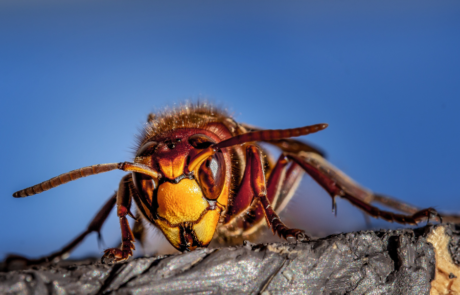 Spend It In Mesa AZ – The Bees Knees Pest Control 6