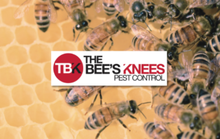 Spend It In Mesa AZ – The Bees Knees Pest Control main