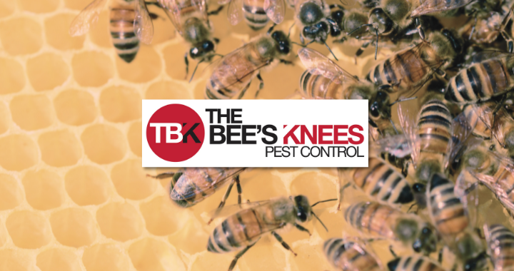 Spend It In Mesa AZ – The Bees Knees Pest Control main