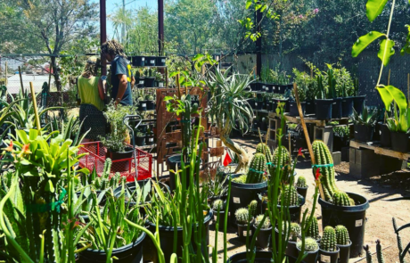 Spend It In Phoenix AZ – Dig It Gardens 1