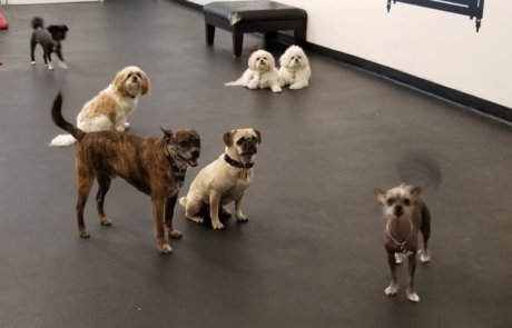 Spend It In Peoria AZ – Every Doggie Has Its Daycare 1