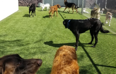 Spend It In Peoria AZ – Every Doggie Has Its Daycare 2