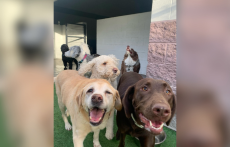 Spend It In Peoria AZ – Every Doggie Has Its Daycare 4