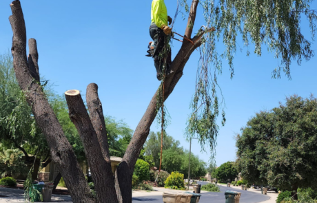 Spend It In Waddell AZ – Spires Tree Service 3