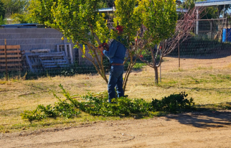 Spend It In Waddell AZ – Spires Tree Service 4