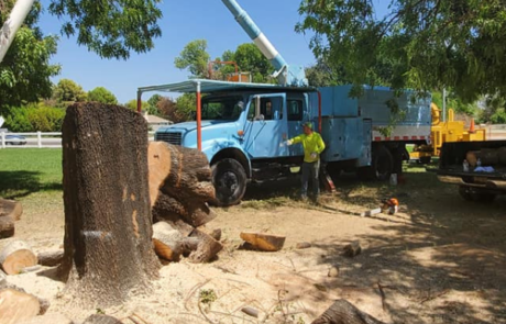 Spend It In Waddell AZ – Spires Tree Service 5