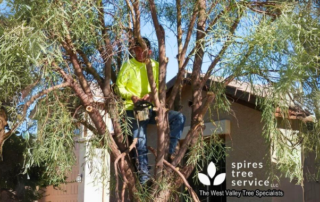Spend It In Waddell AZ – Spires Tree Service main