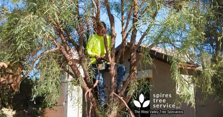 Spend It In Waddell AZ – Spires Tree Service main