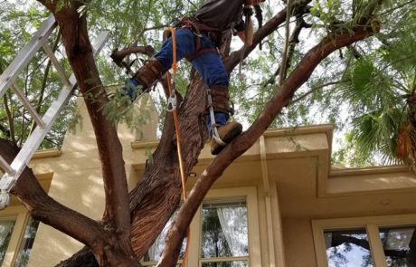 Spires Tree Service 12