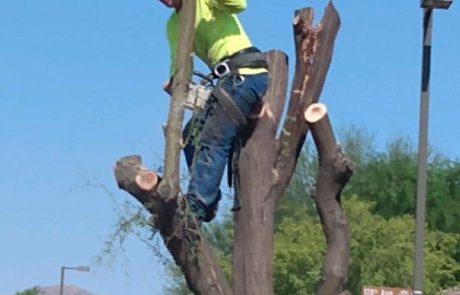 Spires Tree Service Waddell AZ 11