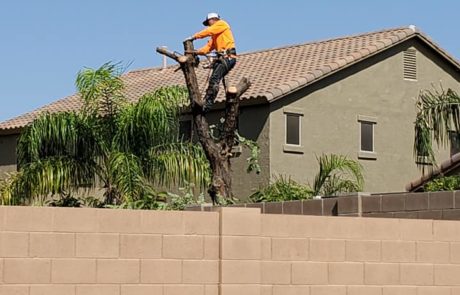 Spires Tree Service Waddell AZ