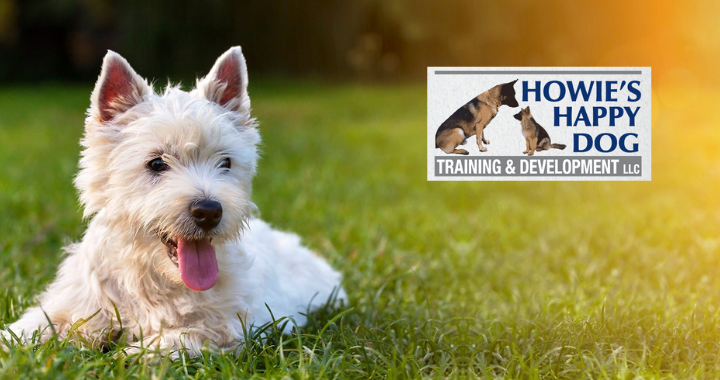 Spend It In Howie's Happy Dog Training in Columbia MO main